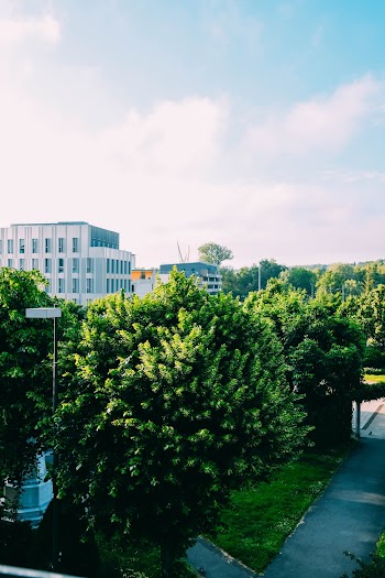Photo of Tall Trees in Park