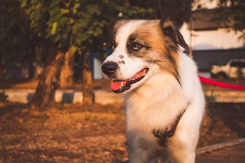Photo of Tan and White Dog