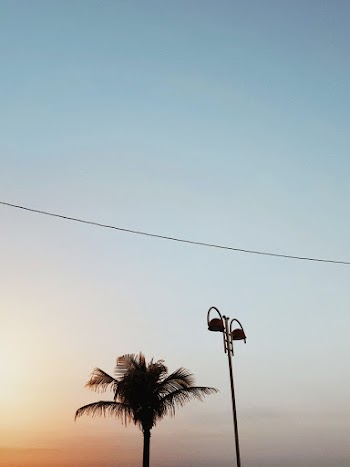 Photo of the a Coconut Tree at Sunset