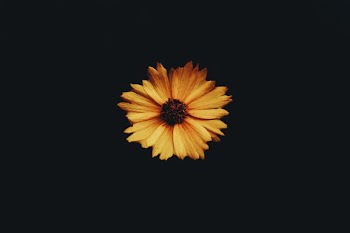 photo of tickseed flower