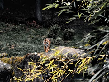 Photo Of Tiger
