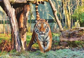 Photo Of Tiger 