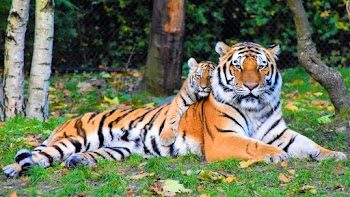 Photo of Tiger and Cub Lying Down on Grass
