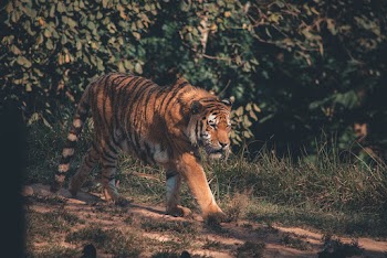Photo of Tiger Walking Near Grass