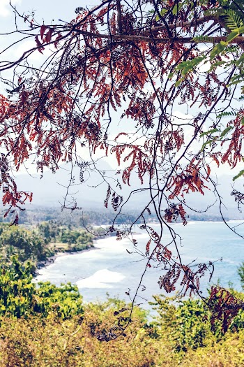 Photo of Tree Branches and Leaves