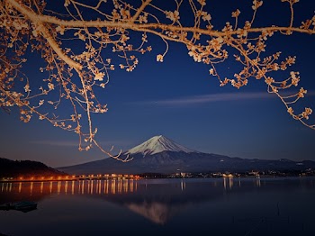 Photo of Tree Branches Near Lake