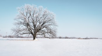 Photo of Tree Covered With Snow
