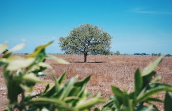 Photo Of Tree During Daytime