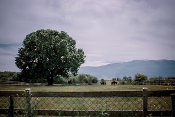 Photo Of Tree During Daytime