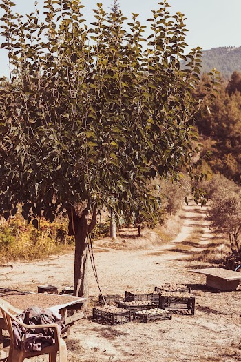 Photo Of Tree During Daytime