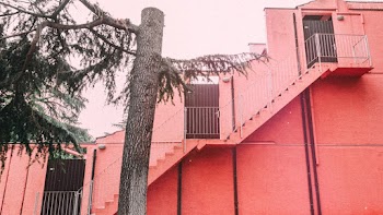 Photo of Tree Near Pink Building