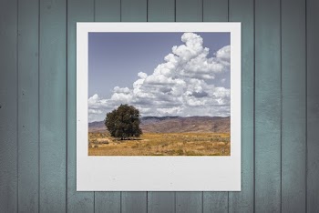 Photo Of Tree on Greenfield on Gray Painted Wall