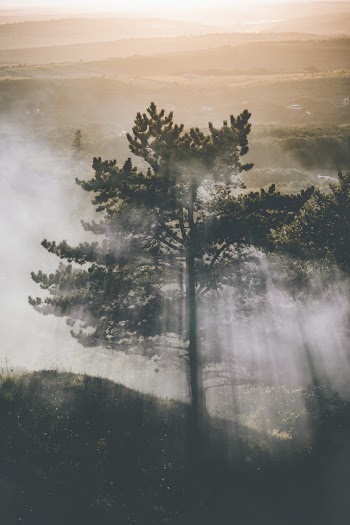 Photo of Tree Surrounded by Fog