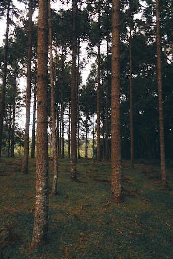 Photo of Tree Trunks During Daytime