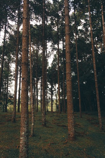Photo of Tree Trunks During Daytime