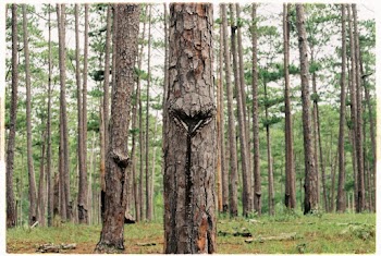Photo Of Tree Trunks During Daytime