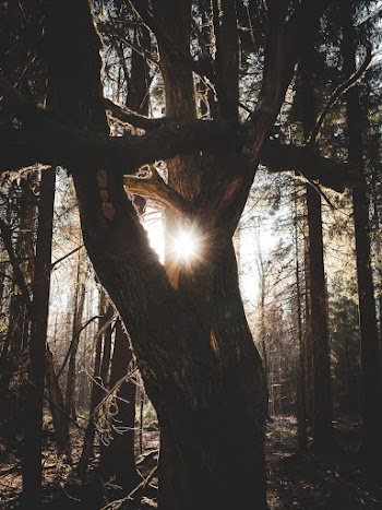 Photo of Tree Trunks During Daytime