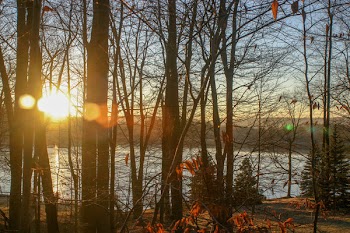 Photo of Tree Trunks During Sunset