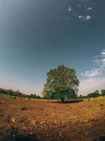 Photo of Tree Under Clear Sky