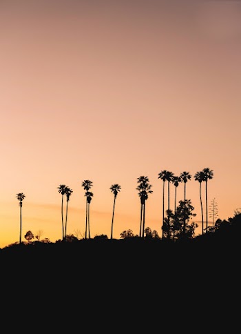 Photo Of Trees