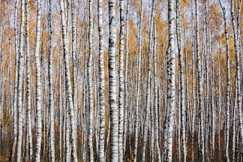 Photo Of Trees