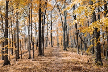 Photo Of Trees