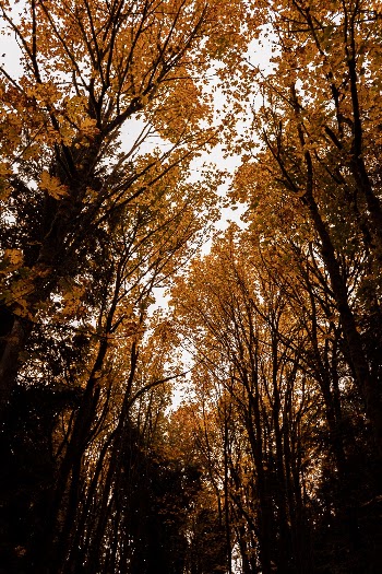 Photo of Trees