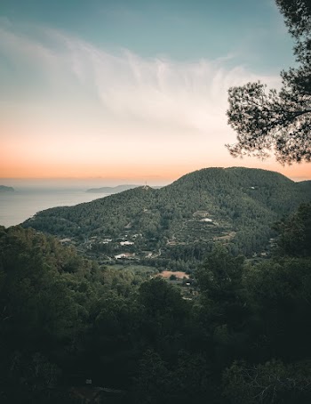 Photo of Trees