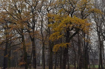 Photo Of Trees