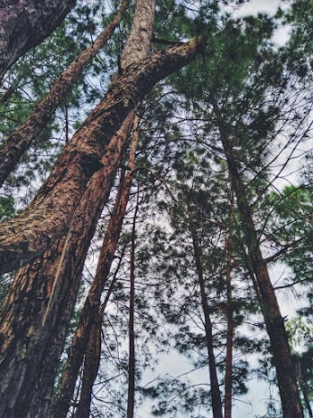 Photo of Trees