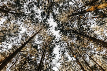 Photo Of Trees