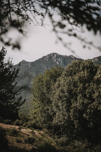 Photo of Trees Across the Mountain