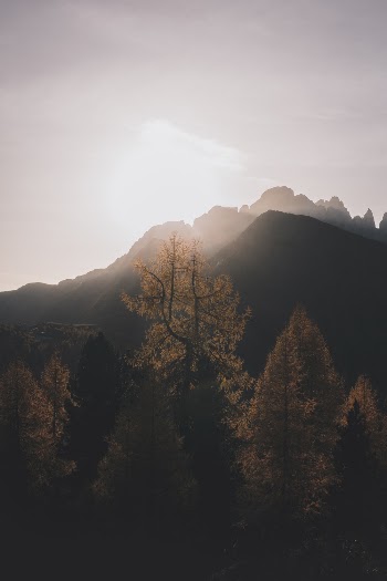 Photo of Trees Against Sunlight