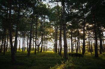 Photo of Trees and Green Grass