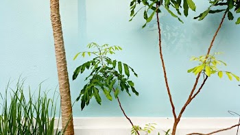 photo of trees and plants