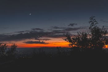 Photo of Trees at Sunset