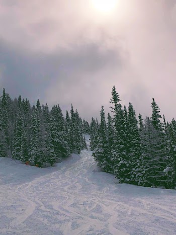 Photo of Trees Covered With Snow