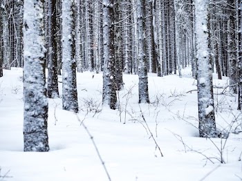 photo of trees covered with snow