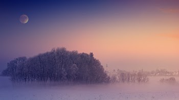 Photo Of Trees During Dawn