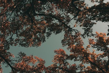 Photo Of Trees During Dawn