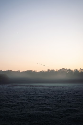 Photo Of Trees During Dawn