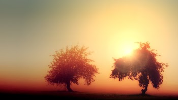 Photo of Trees During Dawn