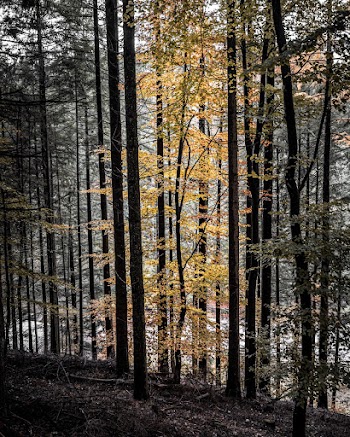 Photo Of Trees During Daytime