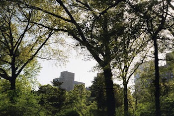 Photo of Trees During Daytime