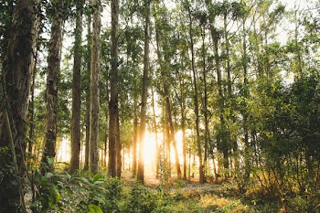 Photo of Trees During Daytime