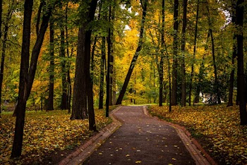 Photo Of Trees During Daytime
