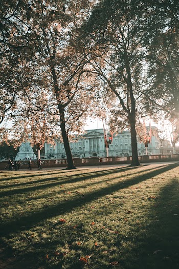 Photo of Trees During Daytime