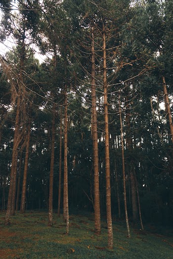 Photo of Trees During Daytime