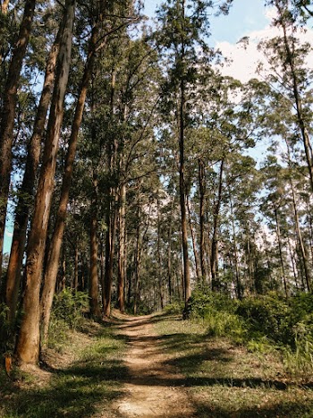 Photo Of Trees During Daytime