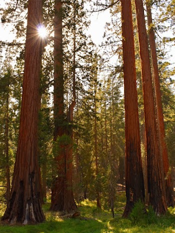 Photo of Trees During Daytime